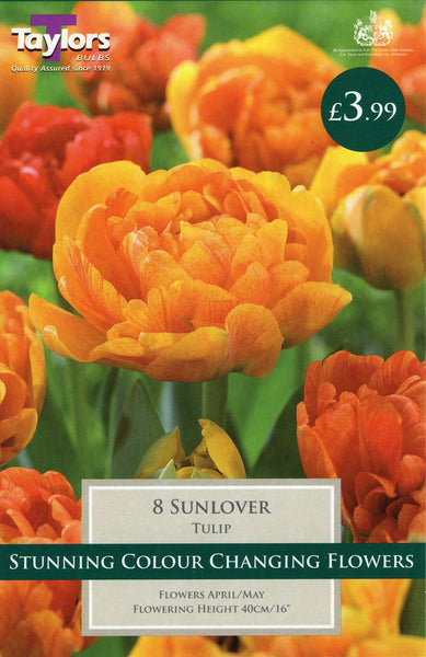 Tulip Sunlover