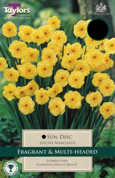 Narcissus Sun Disc