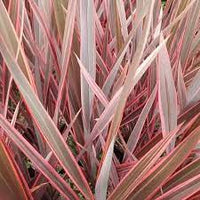 Phormium Sundowner