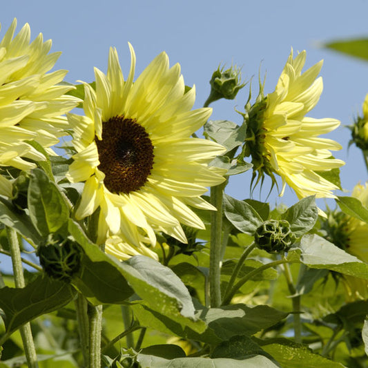 Kings Seeds Sunflower Buttercream F1