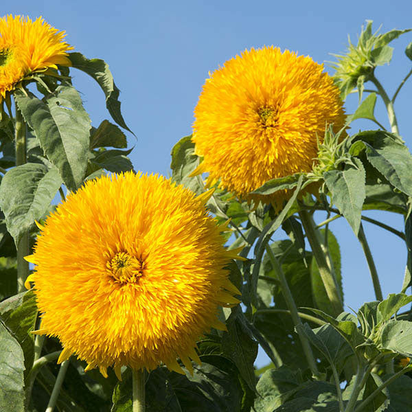 Kings Seeds Sunflower Helianthus Double Sun King