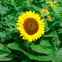 Kings Seeds Sunflower Helianthus Bambino