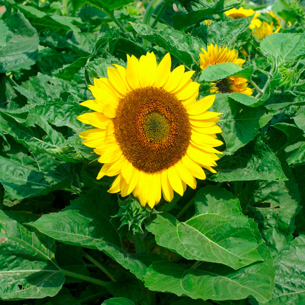 Kings Seeds Sunflower Helianthus Bambino