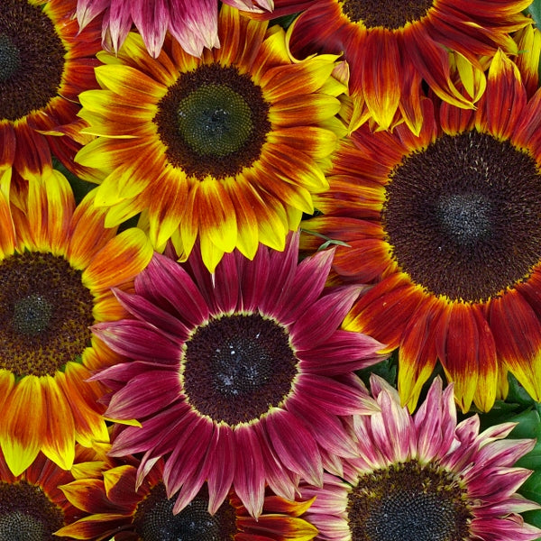 Kings Seeds Sunflower Helianthus Harlequin Mixed F1
