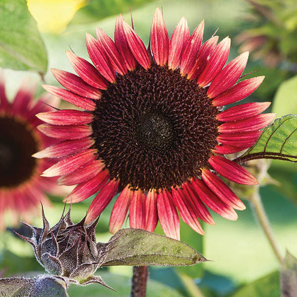 Kings Seeds Sunflower Helianthus Ms. Mars