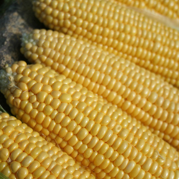Kings Seeds Sweet Corn Earliking F1