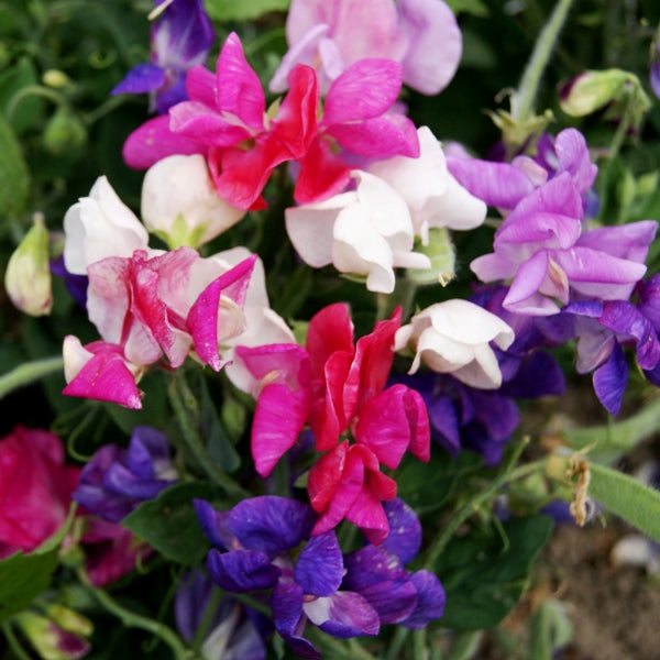 Kings Seeds Sweet Pea Cupid Mixed