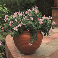 Kings Seeds Sweet Pea Cupid Pink