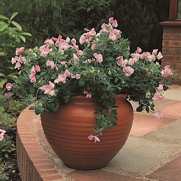 Kings Seeds Sweet Pea Cupid Pink