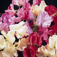 Kings Seeds Sweet Pea Galaxy Mix