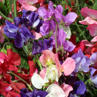 Kings Seeds Sweet Pea Incense Mixed
