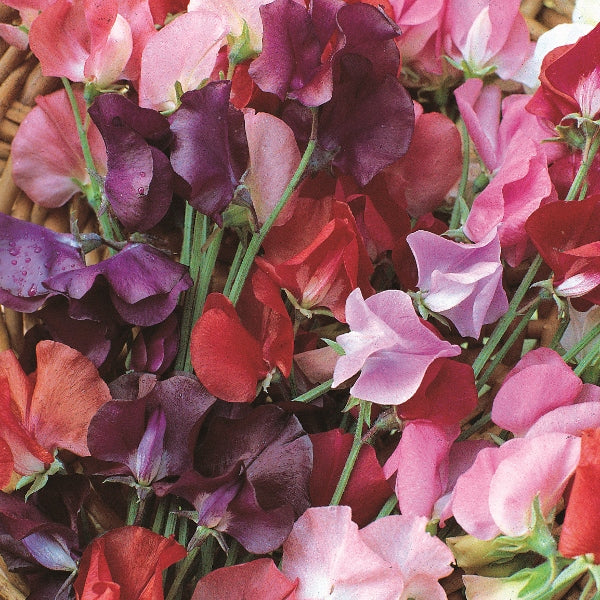 Kings Seeds Sweet Pea Knee Hi Mixed