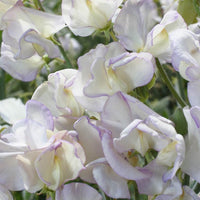 Kings Seeds Sweet Pea Kings High Scent
