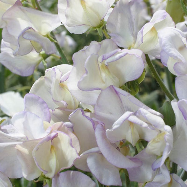 Kings Seeds Sweet Pea Kings High Scent