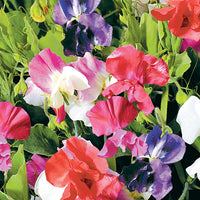 Kings Seeds Sweet Pea Little Sweetheart Mixed