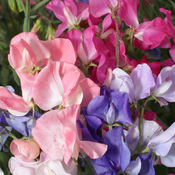 Kings Seeds Sweet Pea Mammoth Mixed
