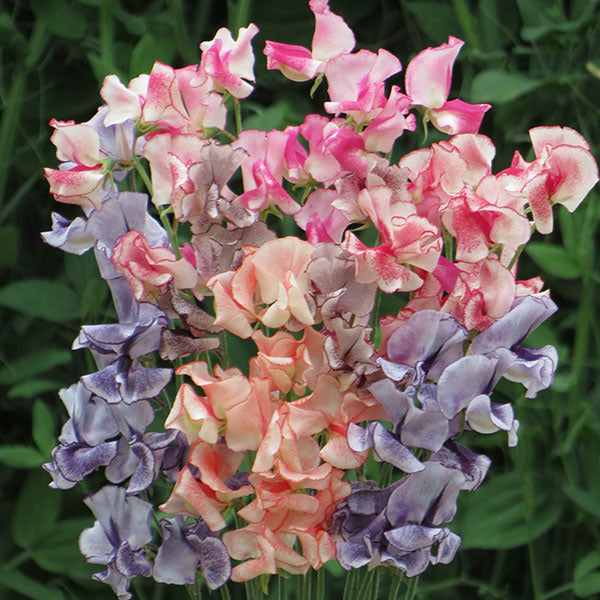 Kings Seeds Sweet Pea Mixed Stripes