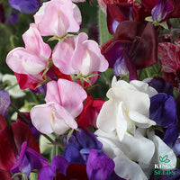 Kings Seeds Sweet Pea Old Spice Mixed