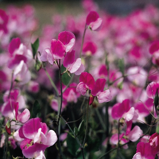 Kings Seeds Sweet Pea Painted Lady
