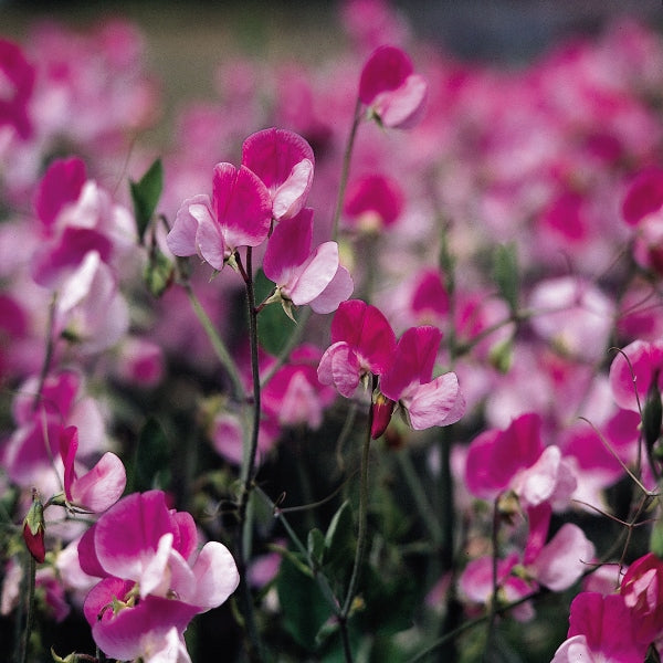 Kings Seeds Sweet Pea Painted Lady