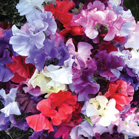Kings Seeds Sweet Pea Spencer Waved Mixed
