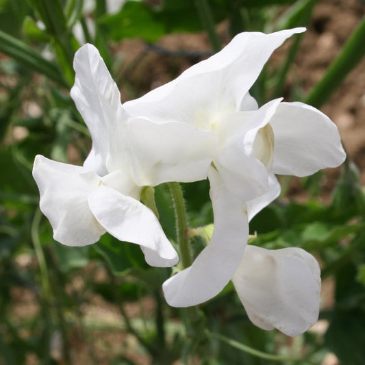 Kings Seeds Sweet Pea White Ensign