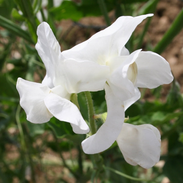 Kings Seeds Sweet Pea White Ensign