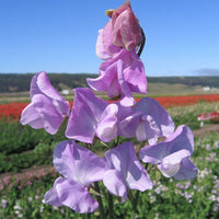 Kings Seeds Sweet Pea Leamington
