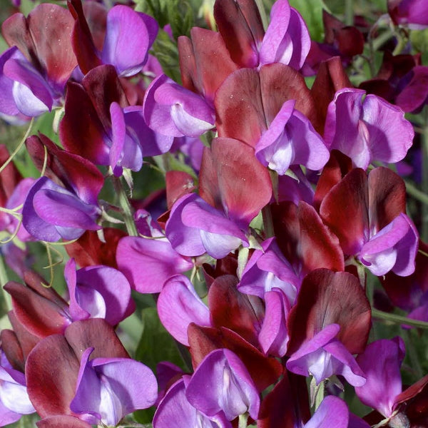 Kings Seeds Sweet Pea Matucana