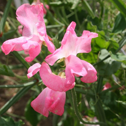 Kings Seeds Sweet Pea Mrs R Bolton