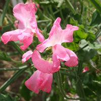 Kings Seeds Sweet Pea Mrs R Bolton