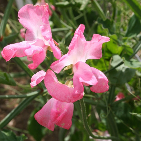Kings Seeds Sweet Pea Mrs R Bolton
