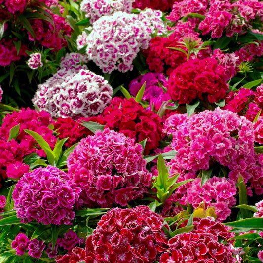Kings Seeds Sweet William Crown Double Mixed
