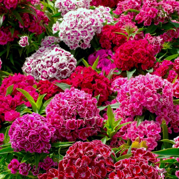 Kings Seeds Sweet William Crown Double Mixed
