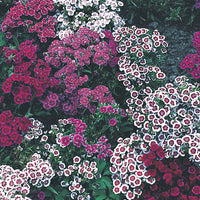 Kings Seeds Sweet William Indian Carpet