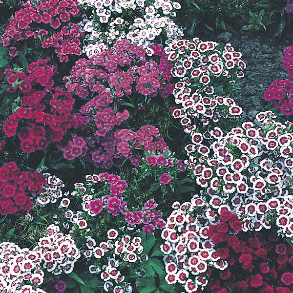 Kings Seeds Sweet William Indian Carpet