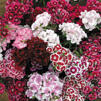 Kings Seeds Sweet William Auricula Eyed Mixed