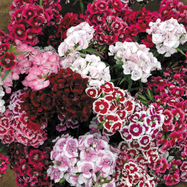 Kings Seeds Sweet William Auricula Eyed Mixed