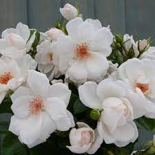 Rose 'Starlight Symphony'