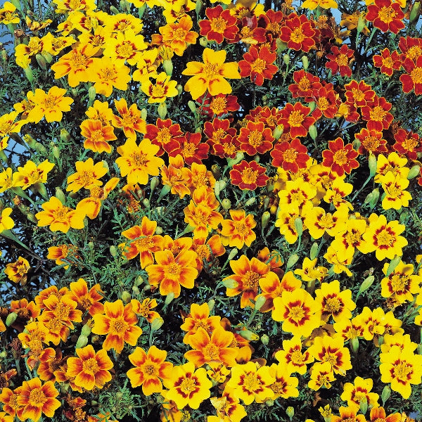 Kings Seeds Tagetes Starfire