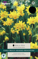 Narcissus Tete a Tete