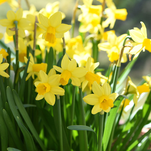 Narcissus Tete A Tete (70 Bulbs)