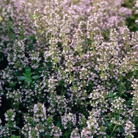 Suffolk Herbs Thyme