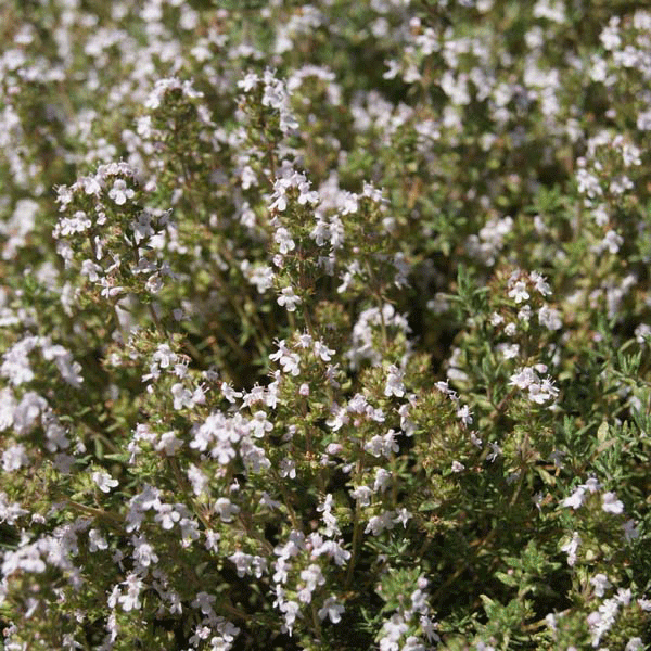 Suffolk Herbs Thyme Orangelo