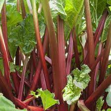 Rhubarb Timperley Early