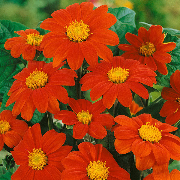 Kings Seeds Tithonia Torch