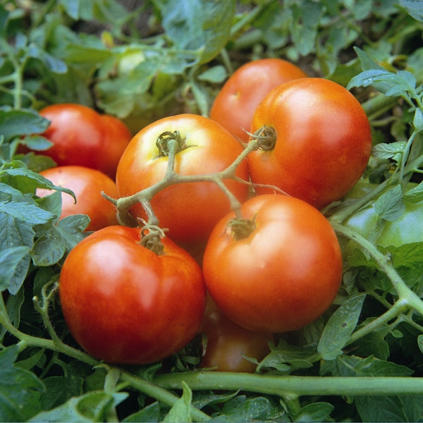 Kings Seeds Tomato Ailsa Craig