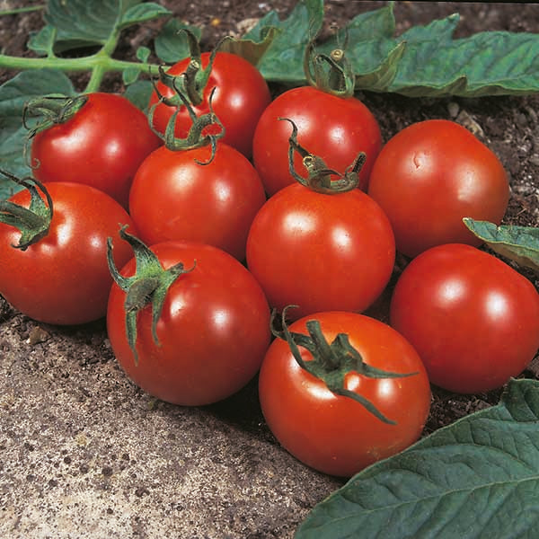 Kings Seeds Tomato Alicante