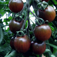 Kings Seeds Tomato Black Opal