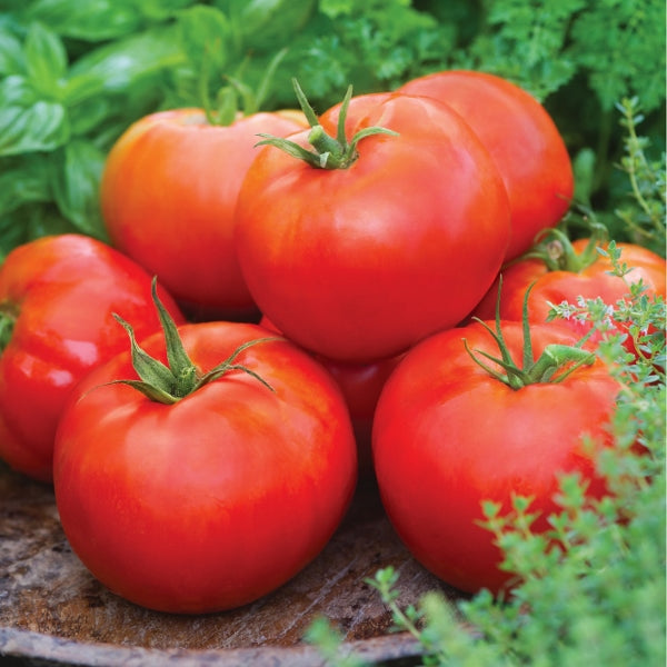 Kings Seeds Tomato Big Daddy